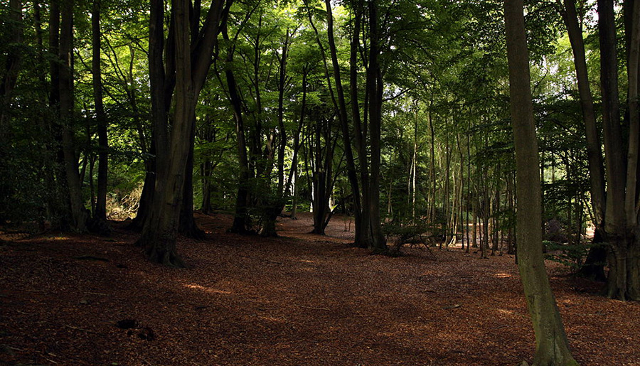Epping Forest, London