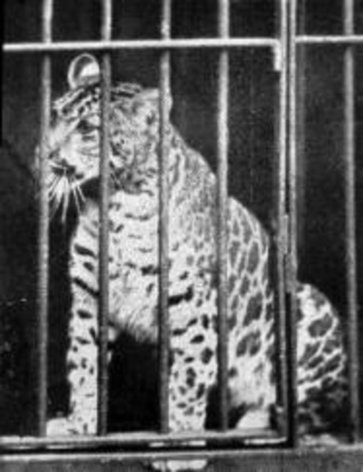 Pumapard bred in 1904