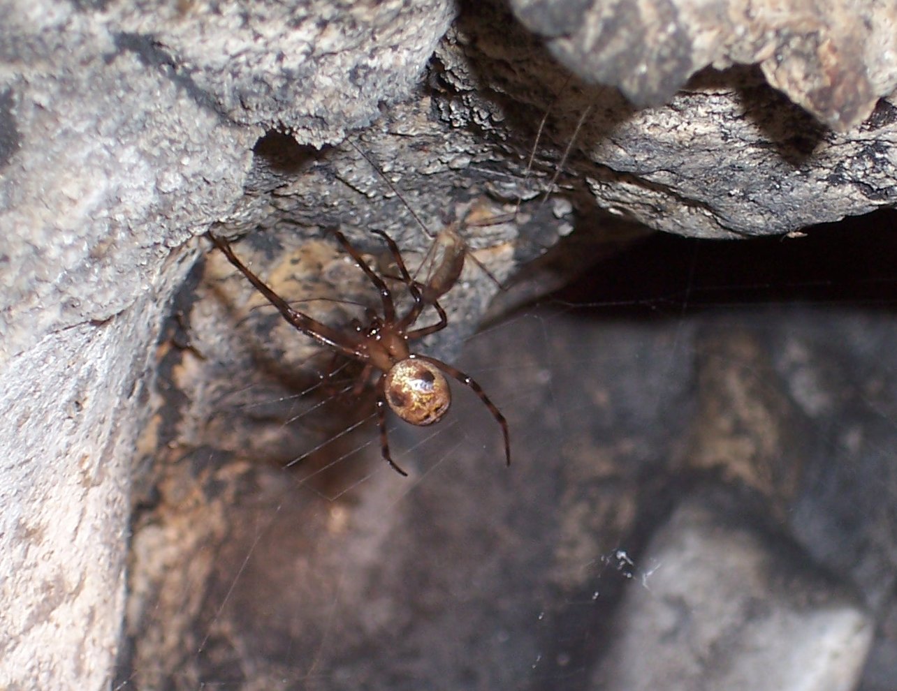 British Cave Spider