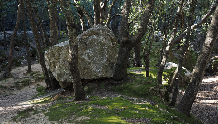 Stone In Forest