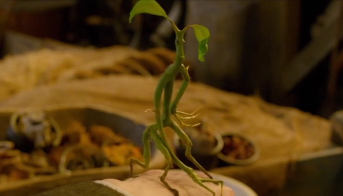Bowtruckle in Fantastic Beasts And Where To Find Them