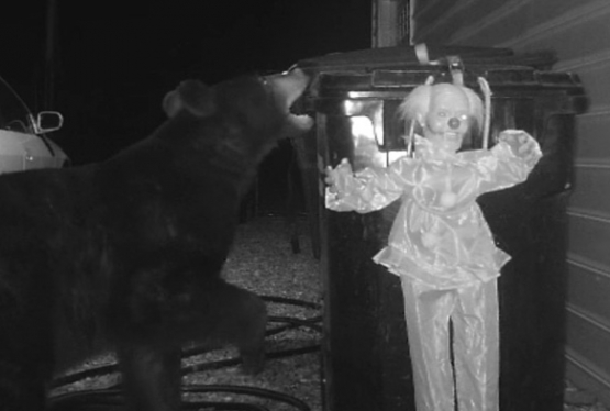 Terrifying clown doll scares off trash-stealing black bear