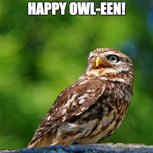 Happy Owl-ween