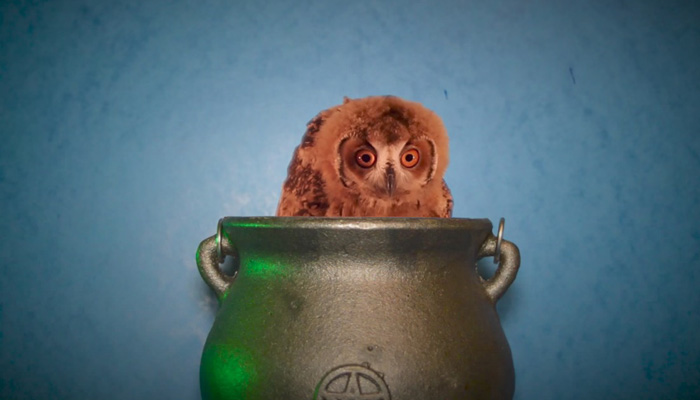 Owl Potion