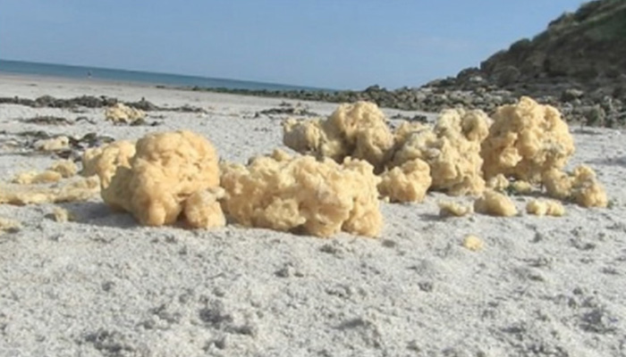 Yellow Fluff Washed Up On Beach In France
