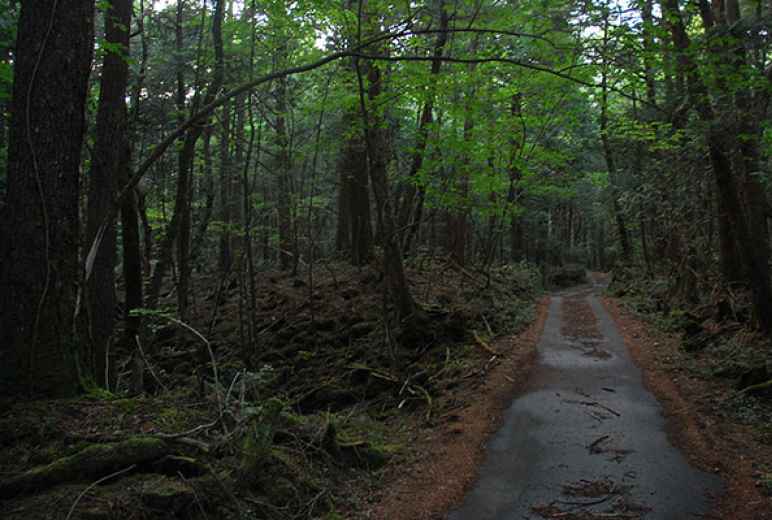 Suicide Forest in Aokigahara Jukai, Japan