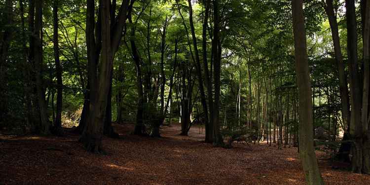 Epping Forest, London