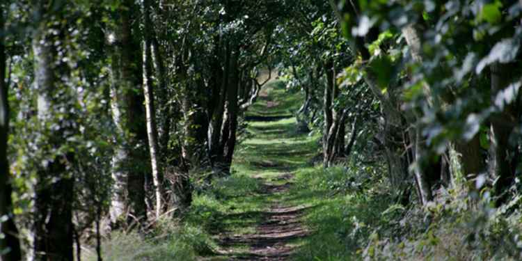 Miltonrigg Woods, Cumbria