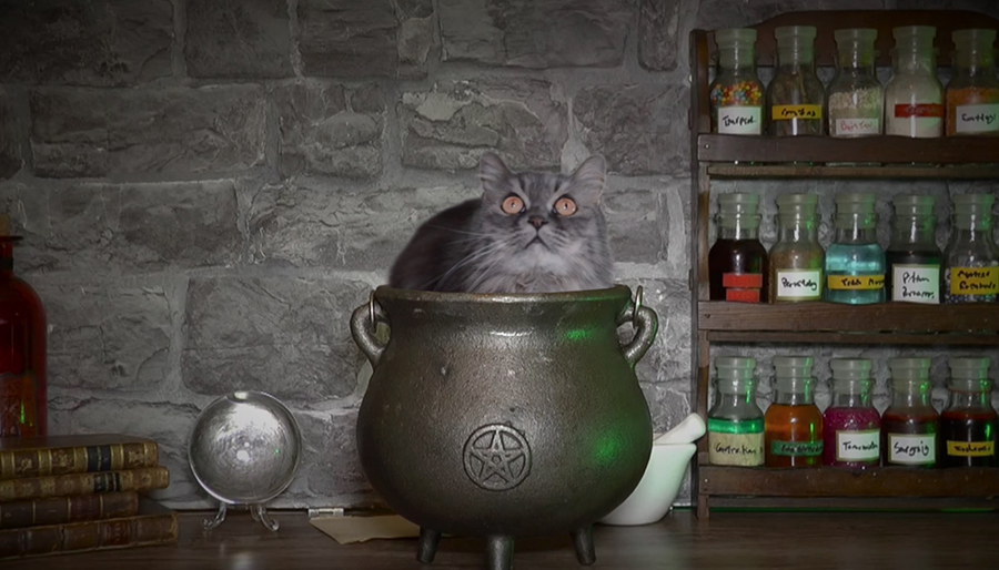 Cat Potion