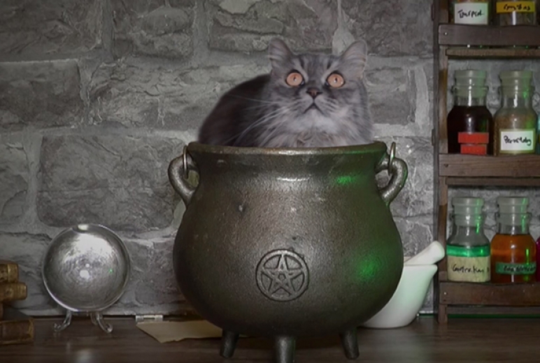 Cat Potion