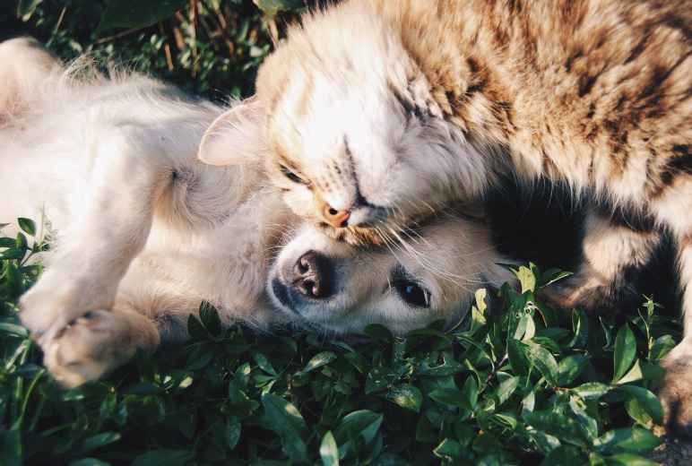 Cat & Dog Pets Horoscopes Star Signs