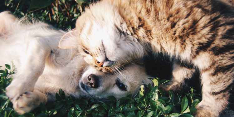 Cat & Dog Pets Horoscopes Star Signs