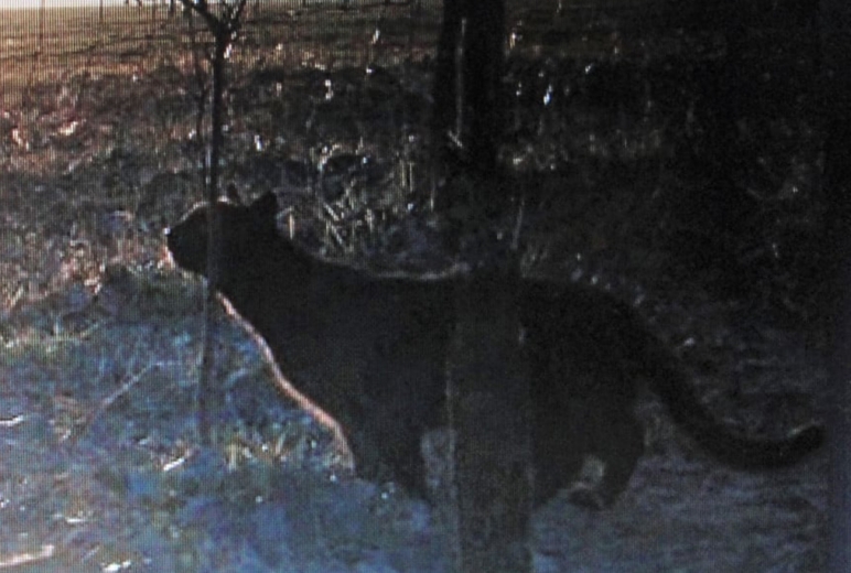 Big cat caught on trail camera in Kent
