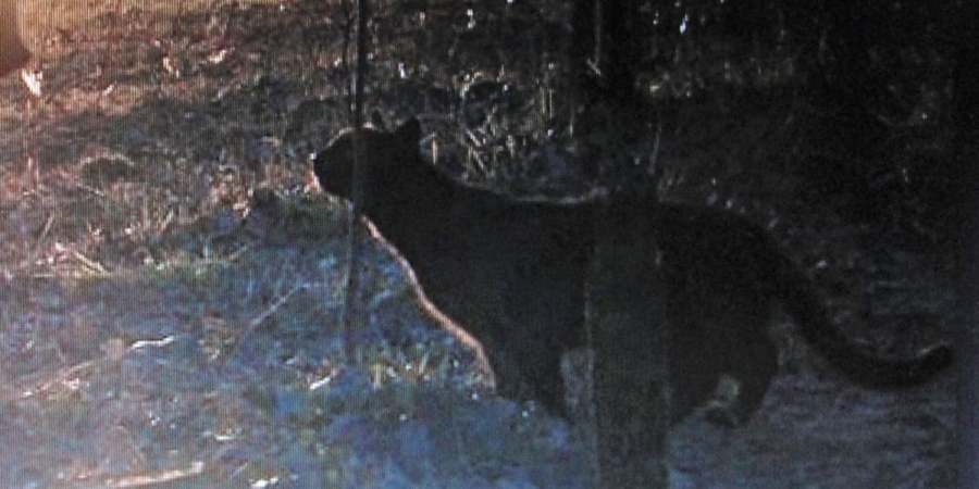 Big cat caught on trail camera in Kent