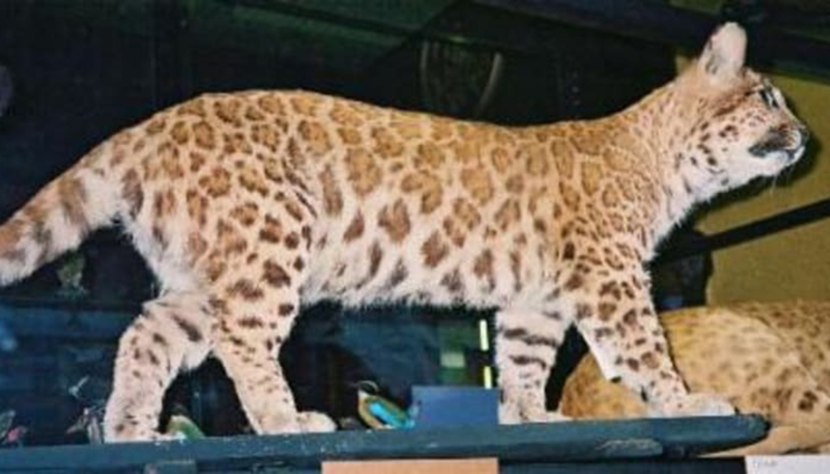 Hagenbeck's pumapard