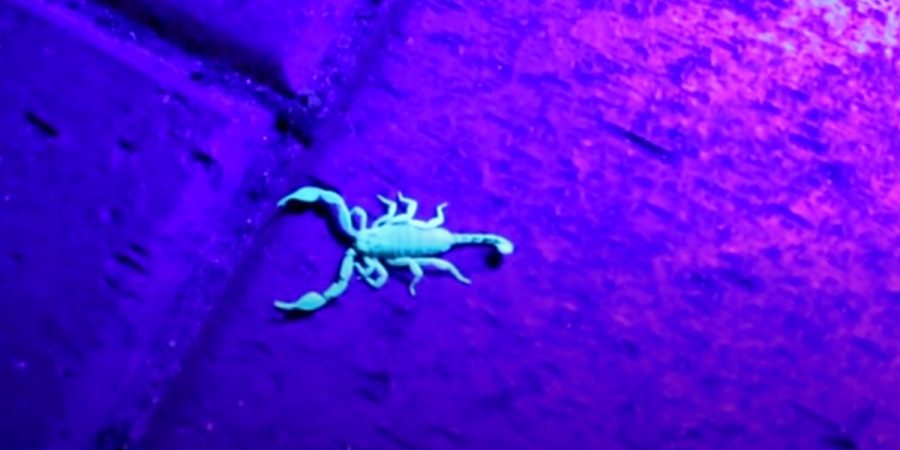 A yellow-tailed scorpion in Britain