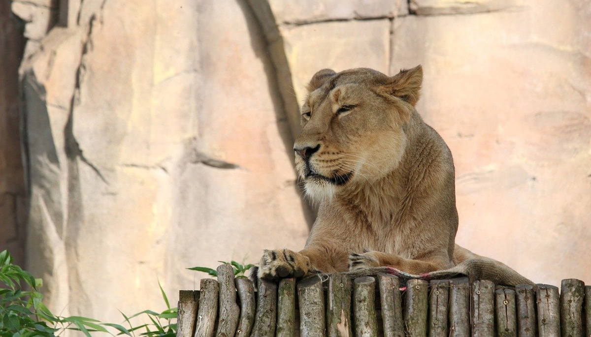 London Zoo Lion